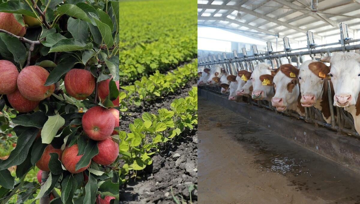 Ucraina, allarme di FedAgriPesca per l’impatto del conflitto sulle filiere agricole - 