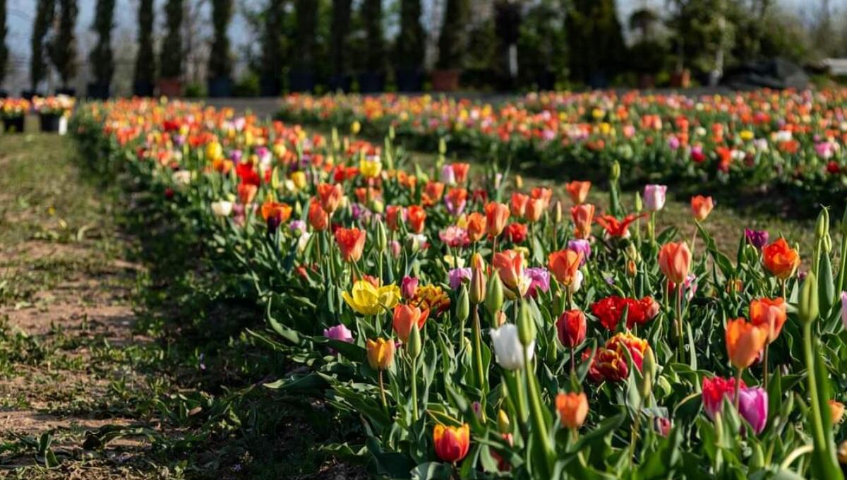 A Verona "sboccia" il campo di tulipani più grande d'Italia - 
