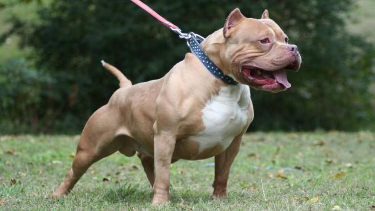 Si accascia per un malore improvviso e viene aggredito dal suo Pitbull - 