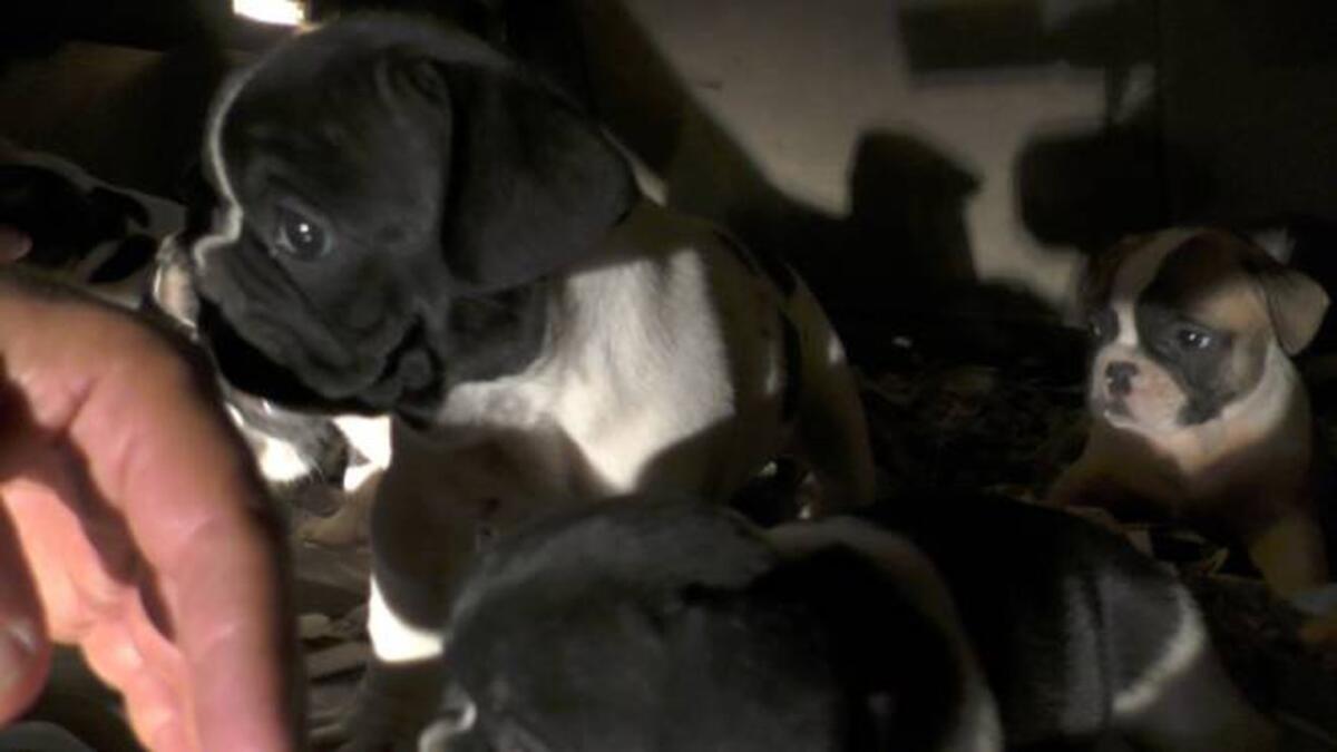 Traffico illegale, fermato un furgone con cuccioli di cane delle razze più richieste - 