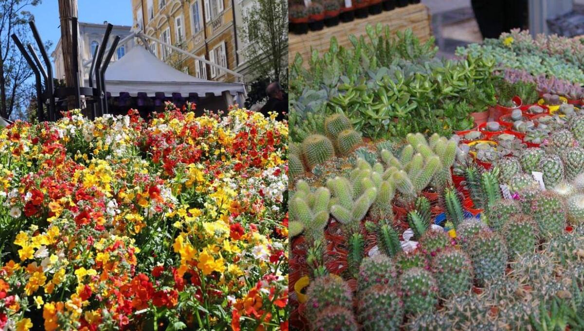 Al via sabato “Trieste in fiore e Delizie di Primavera”, la storica mostra mercato florivivaistica - 