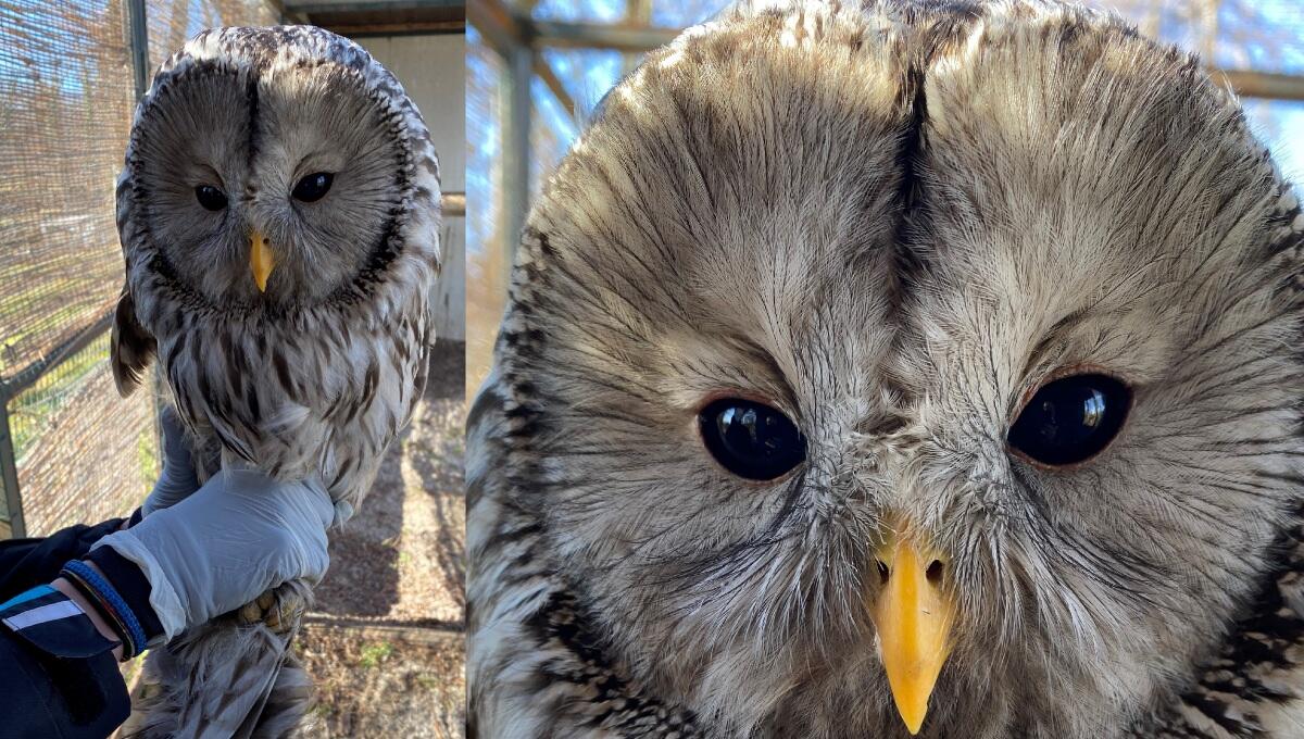 Allocco degli Urali recuperato e liberato nella Riserva lago del Cornino - 