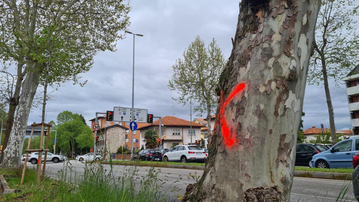 A Udine altri 26 alberi da abbattere per fare spazio alle rotonde: scattano le proteste - 