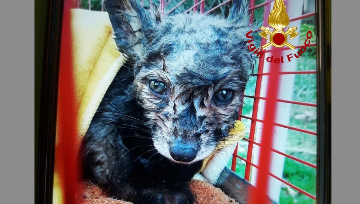 Cade nella vasca del depuratore: cucciolo di volpe salvato dai pompieri - 