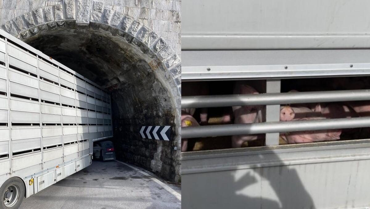 Camion carico di 700 maiali bloccato nel tunnel sulla SS52 - 