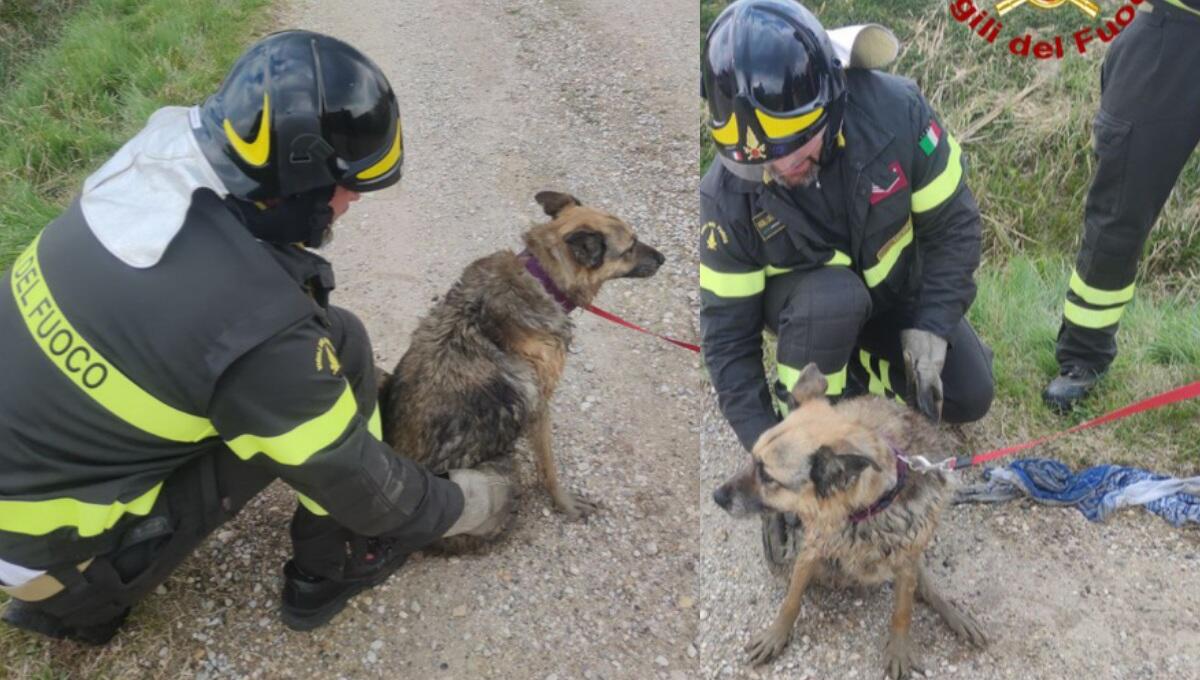 Bloccata in un canale a Latisana: Fiona salvata dai pompieri - 