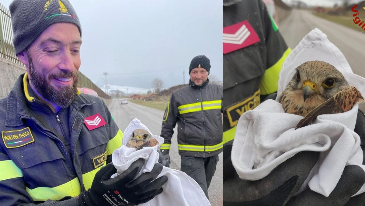 Un gheppio ferito salvato dai Vigili del Fuoco ad Asiago - 