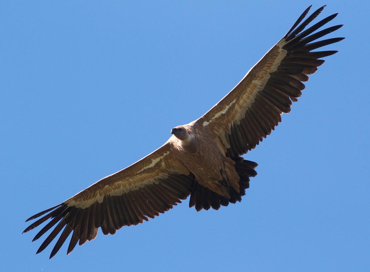 Presentata la stagione di eventi 2022 della Riserva naturale di Cornino - 