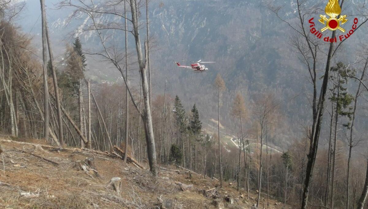 Operaio travolto da un albero nel bosco: deceduto - 