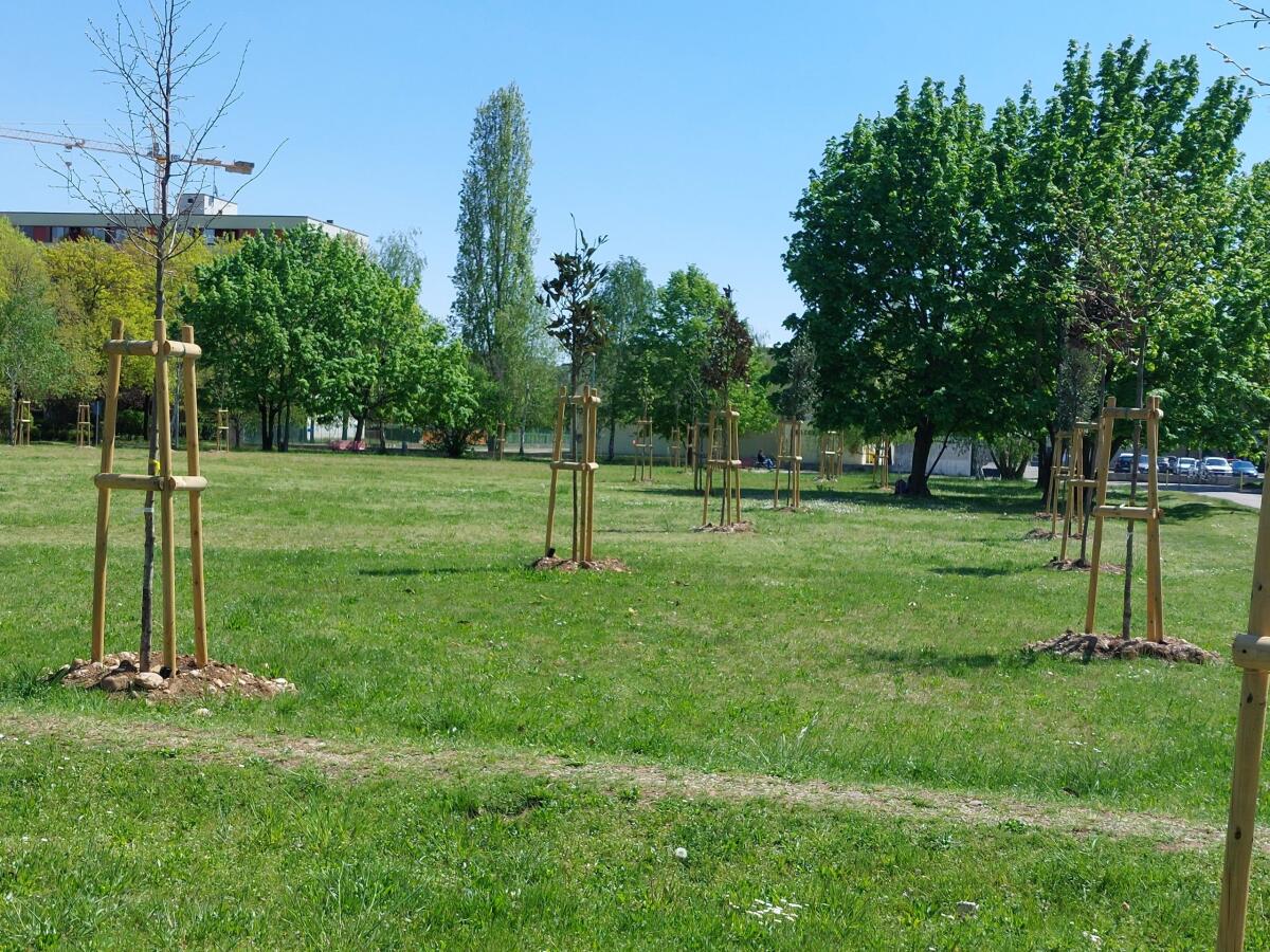 Udine rifiorisce: già 580 nuove piantumazioni, saranno oltre mille nel 2022 - 