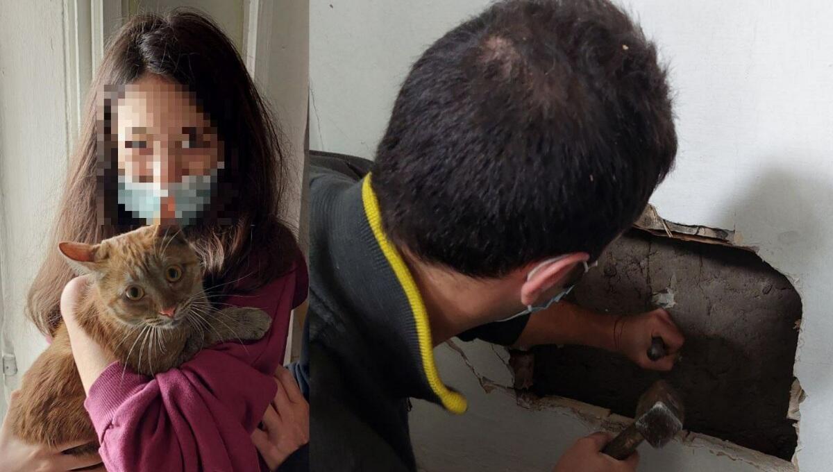 Gatto incastrato all'interno della canna fumaria: liberato dai pompieri - 