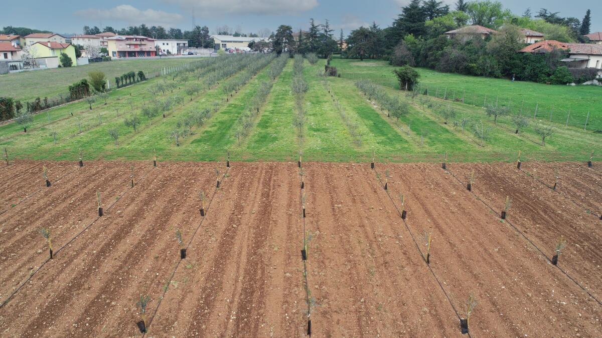 Olio extra-vergine di oliva: si intensifica la produzione all'Azienda agraria dell'Ateneo friulano - 