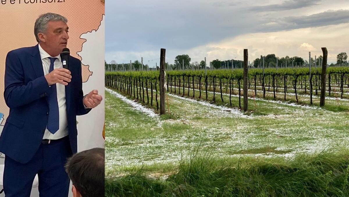 Condifesa TVB presenta il bilancio: +11 per cento rispetto al 2020. Marca al primo posto per capitale assicurato in agricoltura - 