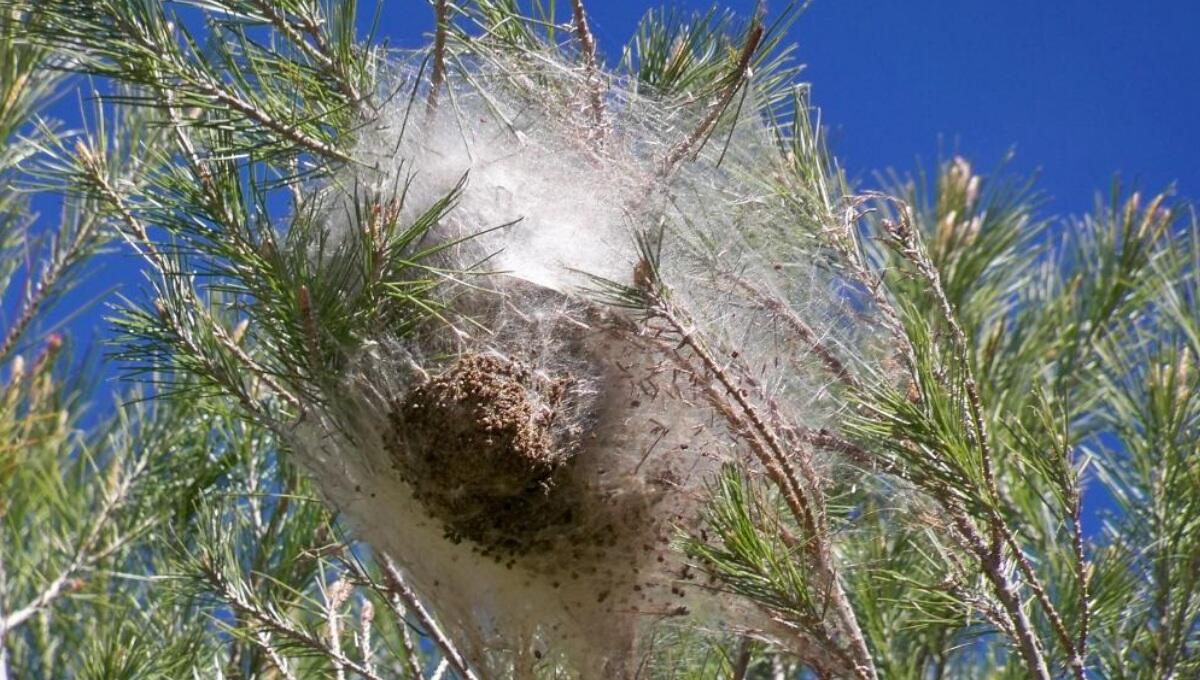 A Lignano rimossi ed eliminati 2580 nidi di processionaria - 