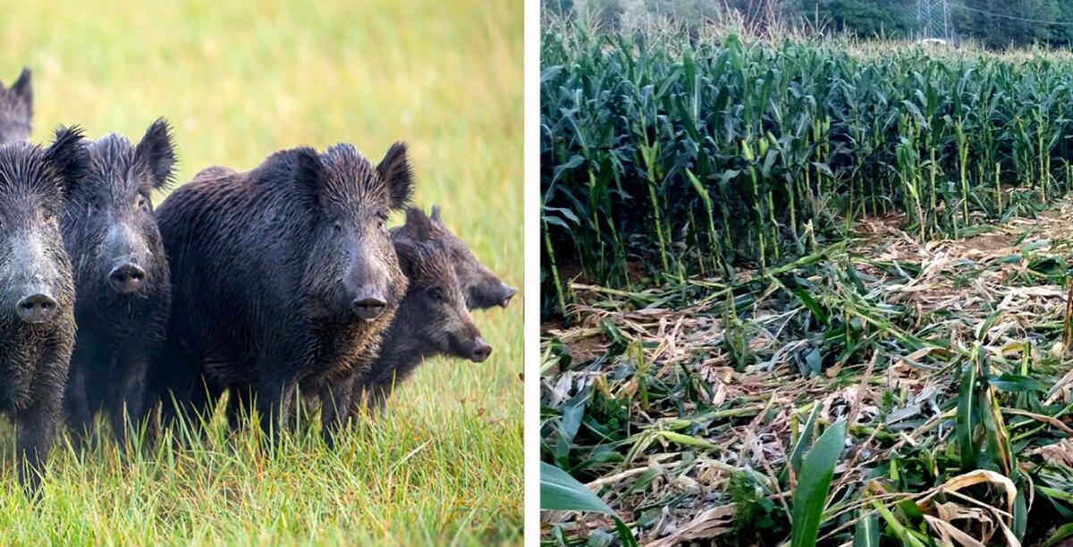 Invasione dei cinghiali nel Veneto orientale: 300 mila euro di danni al mais - 