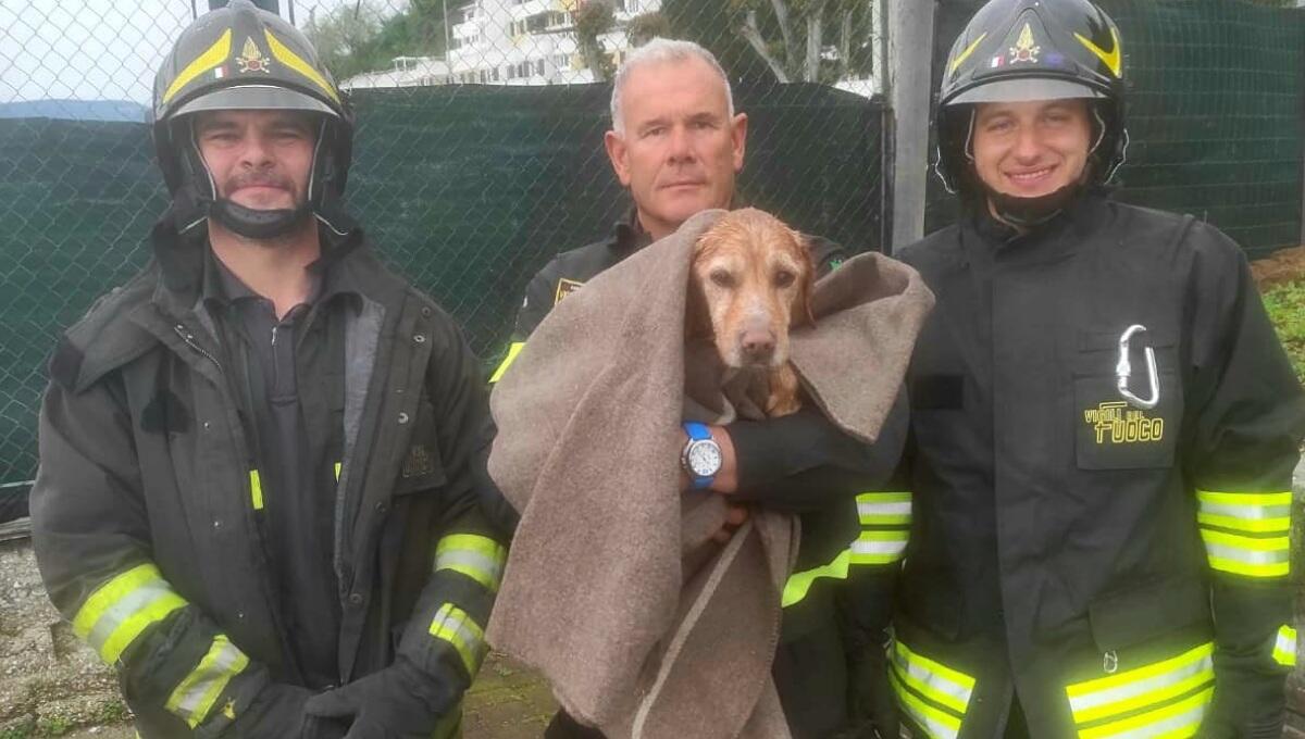 In acqua, tra gli scogli, non riesce a risalire: cane salvato dai pompieri - 