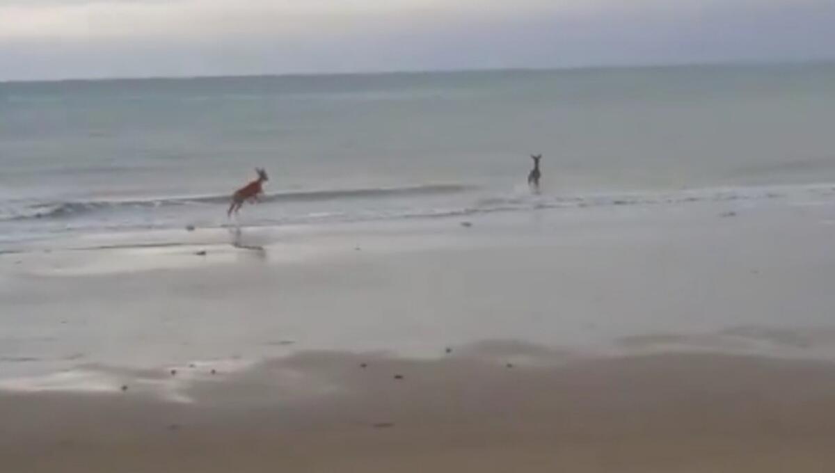 Bibione, tuffo in mare per due caprioli - VIDEO - 