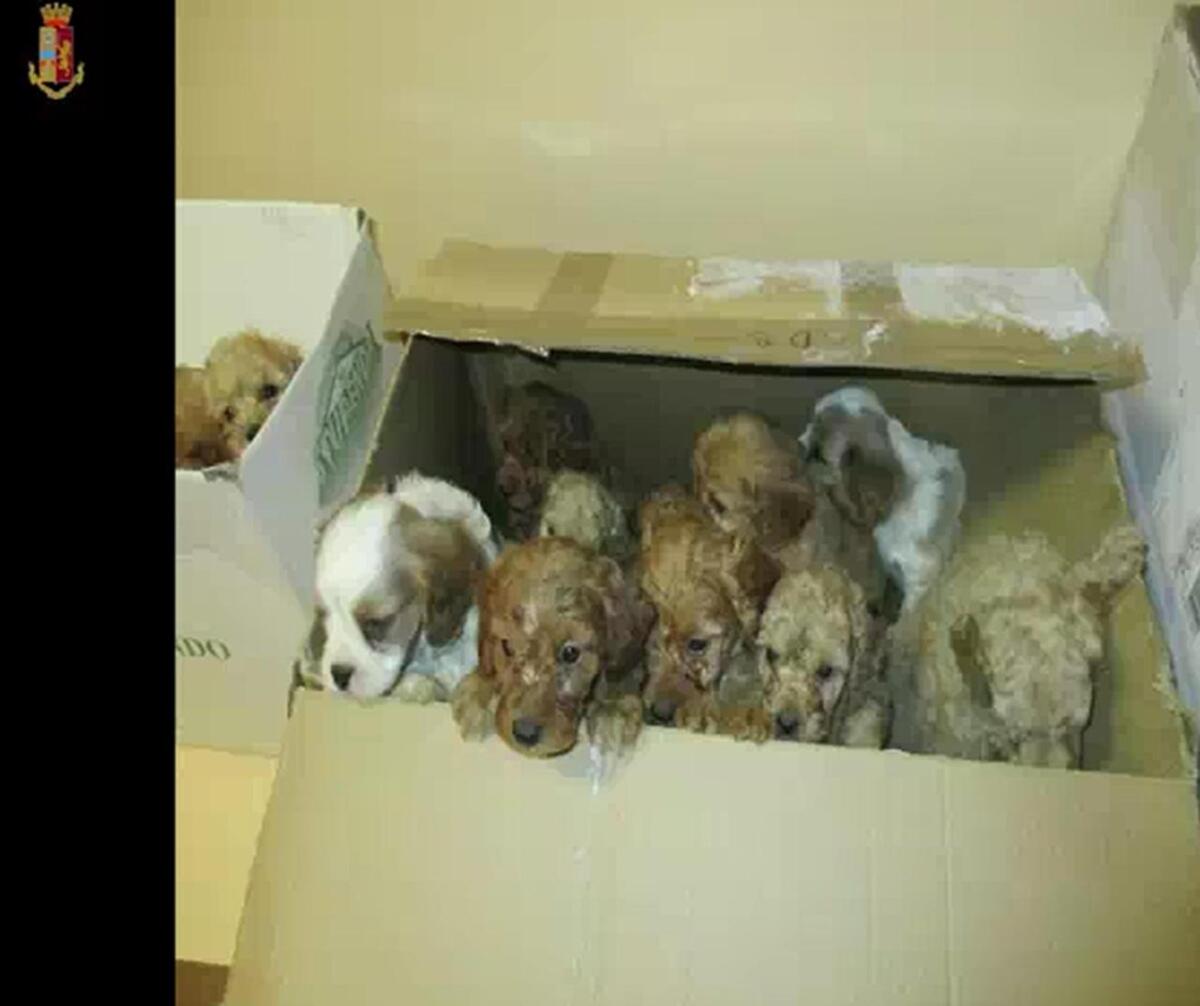 La truffa dei cuccioli di "allevamento amatoriale" che arrivavano dall'estero: 4 persone rinviate a giudizio - 