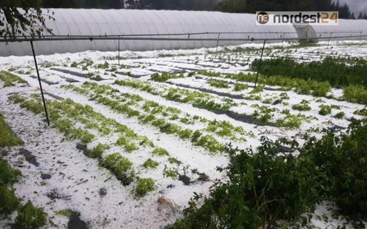 Maltempo, 100 milioni di danni per le imprese agricole nella Marca Trevigiana - 