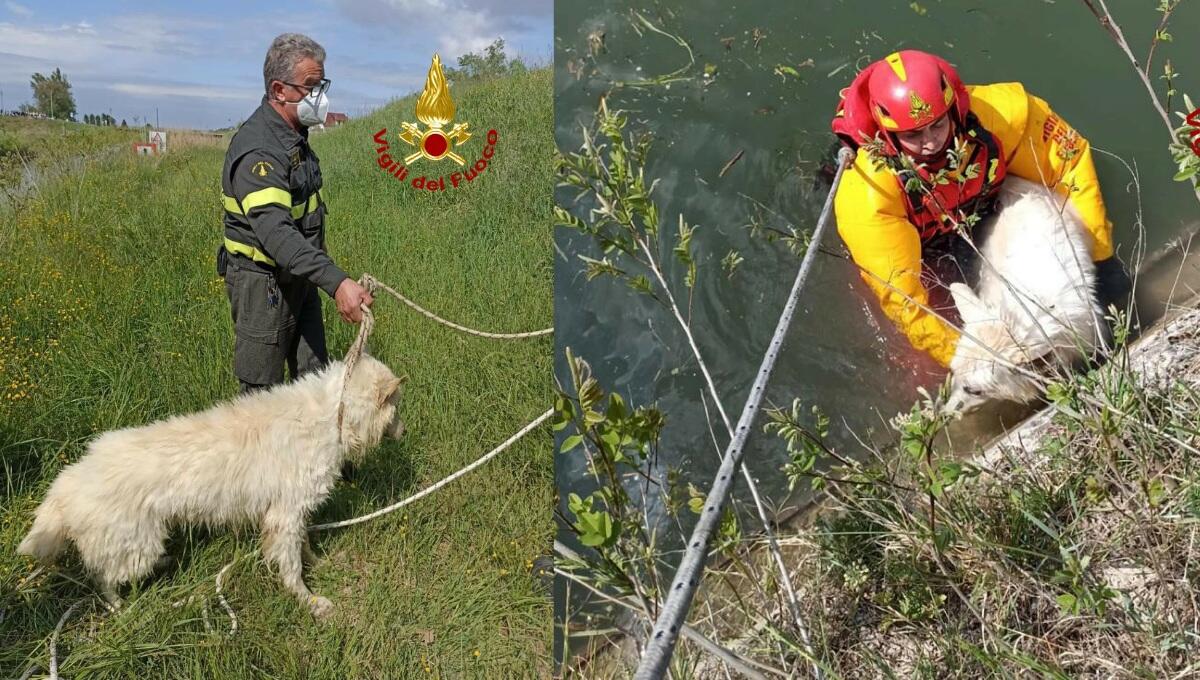 Rischia di annegare, ma una scolaresca chiama i soccorsi: cane pastore svizzero salvato - 