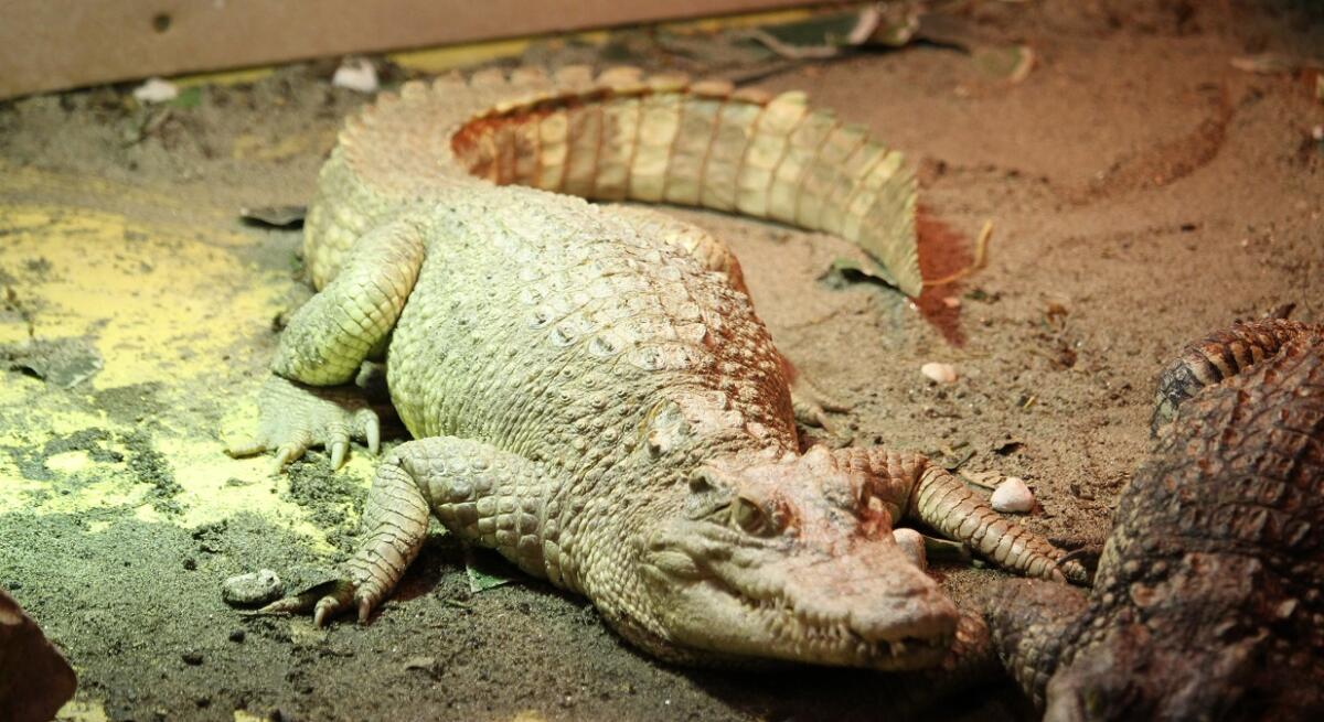 Rarissimo coccodrillo siamese albino affidato al Tropicarium Park di Jesolo per evitarne l’estinzione - 