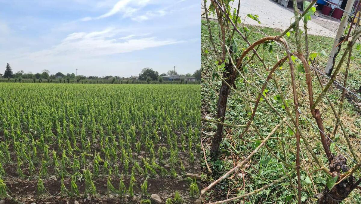 Clima pazzo, danni pesanti per gli agricoltori del Veneto orientale - 