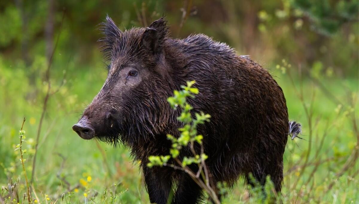 Cia Fvg: i direttori delle Riserve di caccia devono rispondere direttamente dei danni all'agricoltura causati dai cinghiali - 