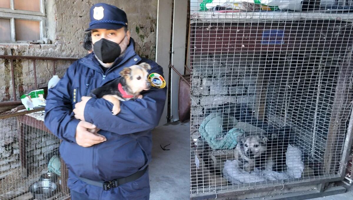 Chiusa per 10 anni in una gabbia: liberata Laika - 