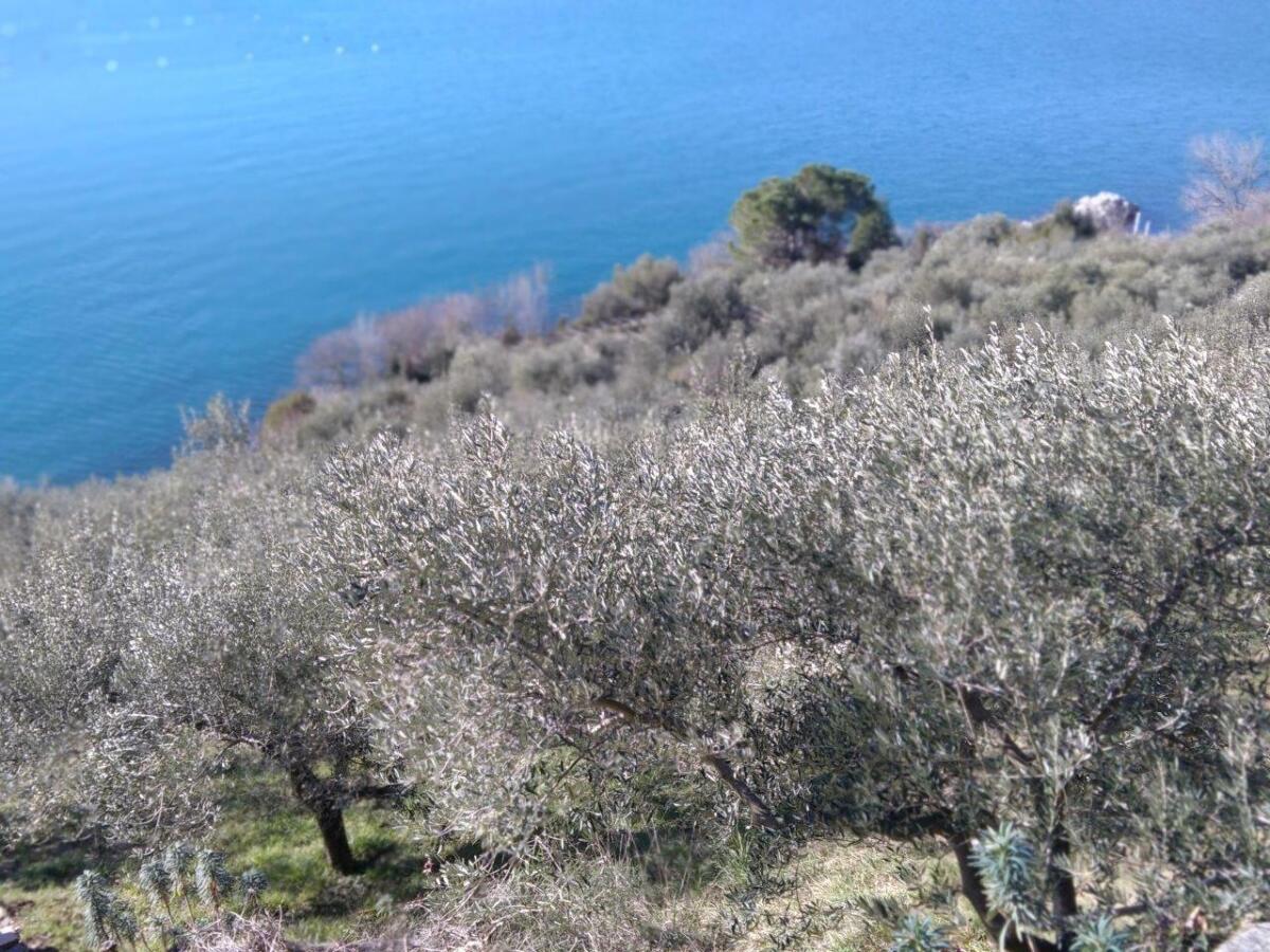 Merenda nell'Oliveta 2022, domenica 29 maggio presso l'Osmiza Pernarcich di Visogliano - 