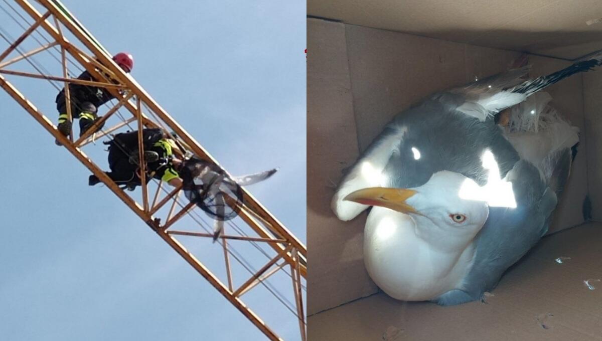 Lignano, gabbiano impigliato tra i cavi del braccio di una gru edile: salvato - 