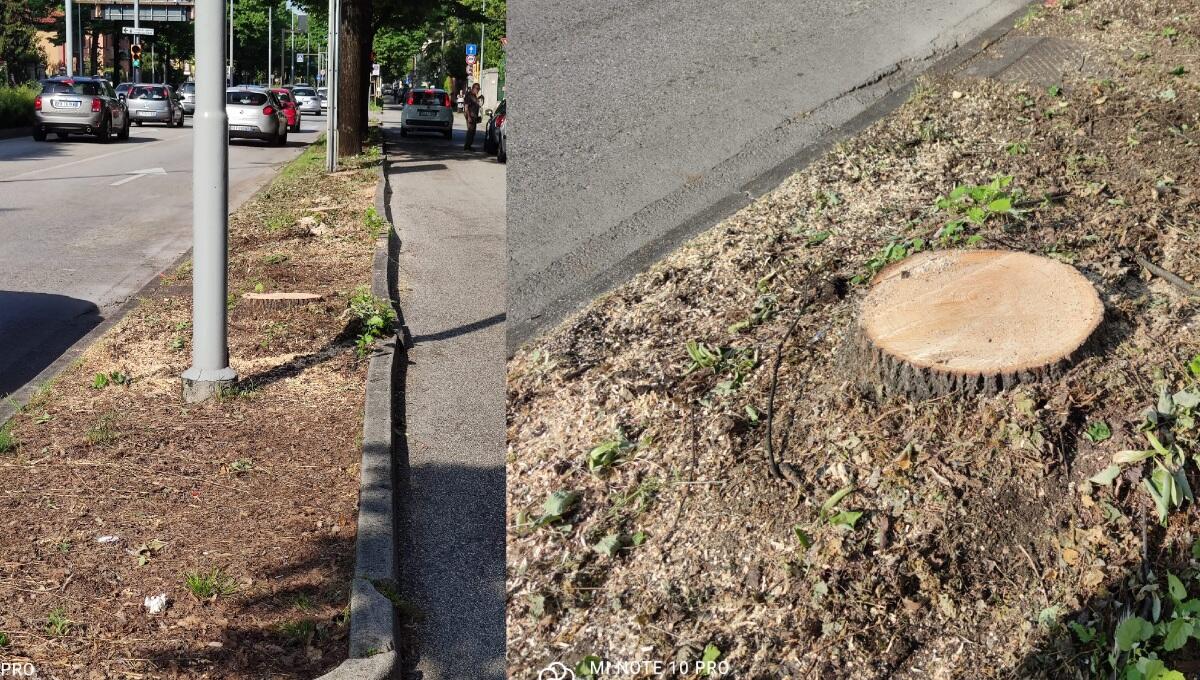 Udine, primo taglio degli alberi in Viale Venezia e disagi per i cittadini - 