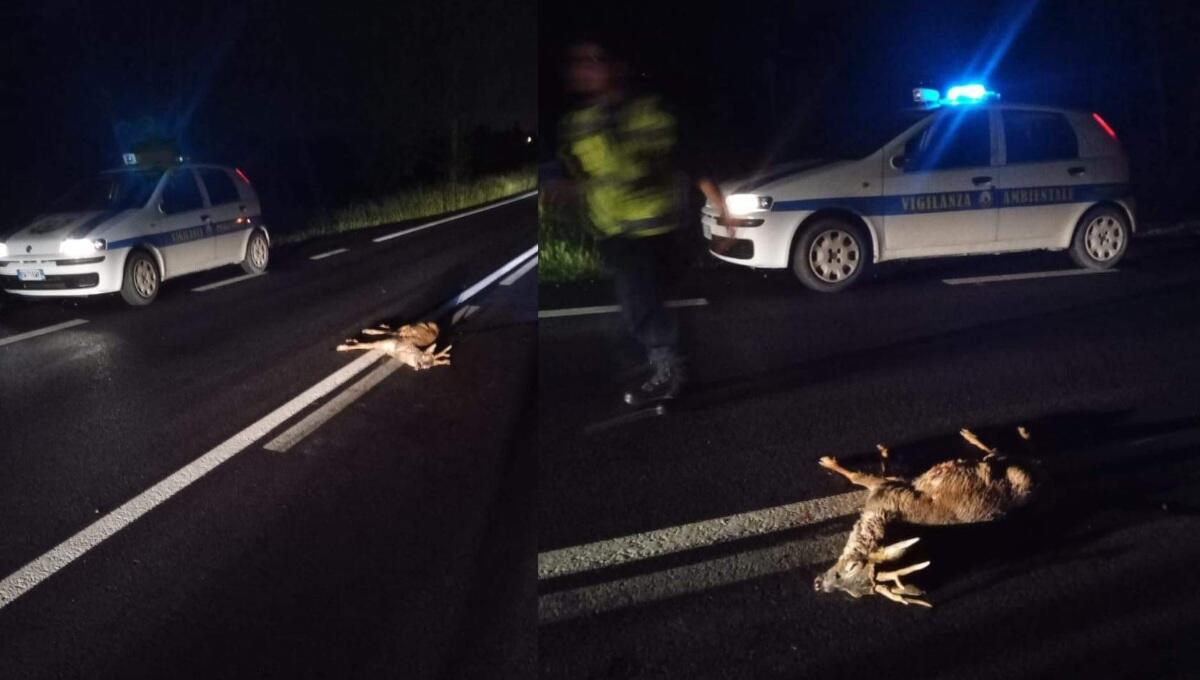 Investe un capriolo sulla SS14 e scappa col parabrezza sfondato - 