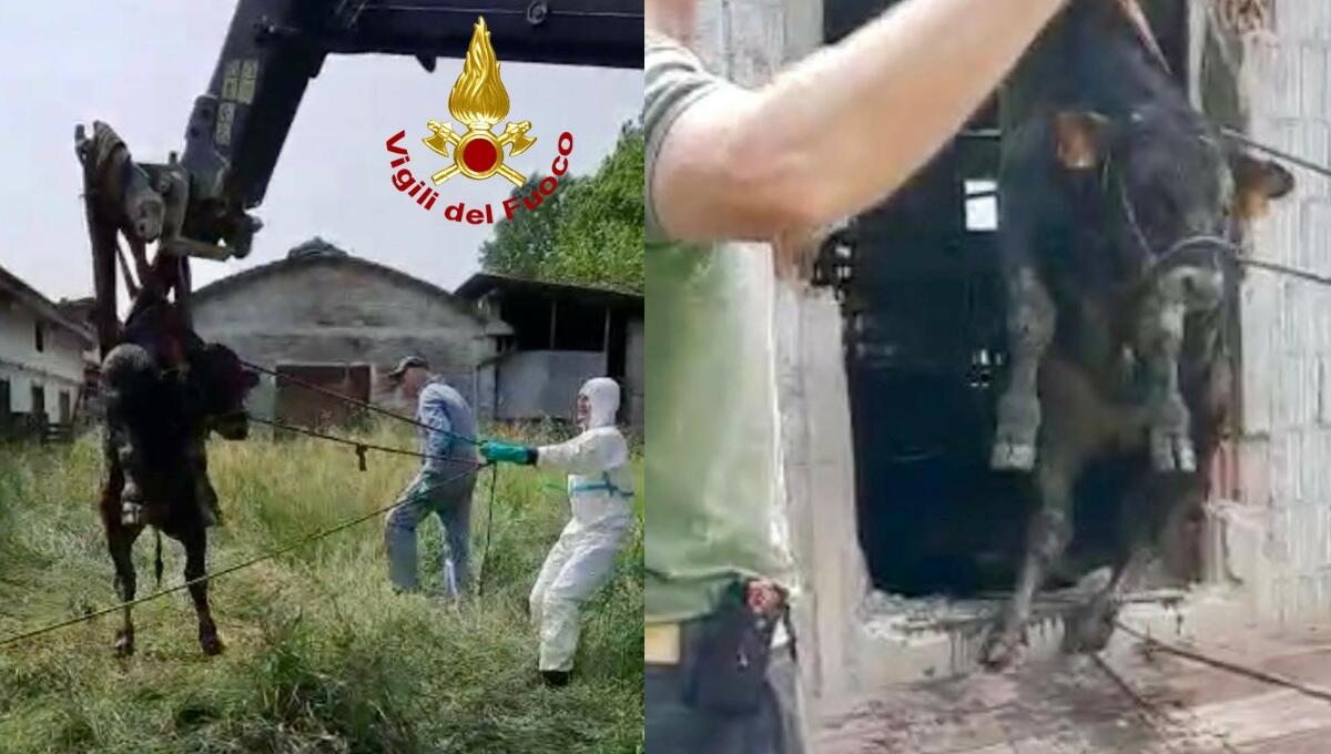 Cadono in una vasca di liquami: cinque vitelli salvati dai pompieri - 