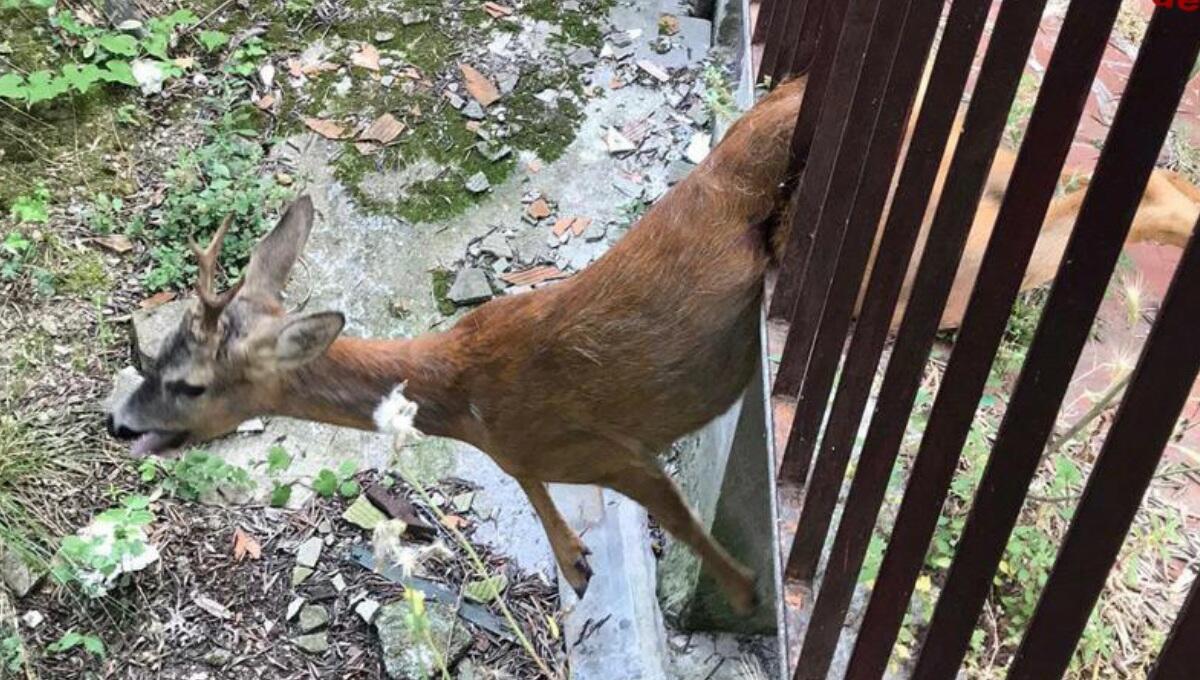 Si incastra per tre volte in un cancello: liberato capriolo nei boschi - 
