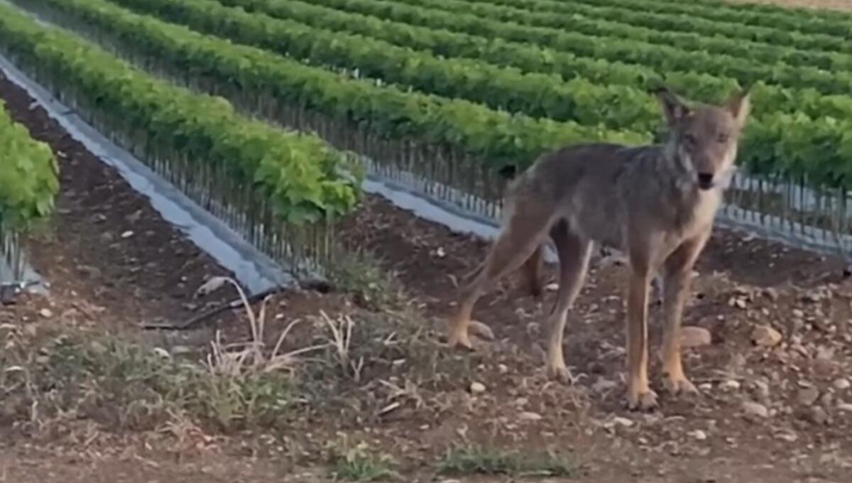 Un lupo si aggira nelle campagne tra Coderno e Mereto di Tomba - VIDEO - 