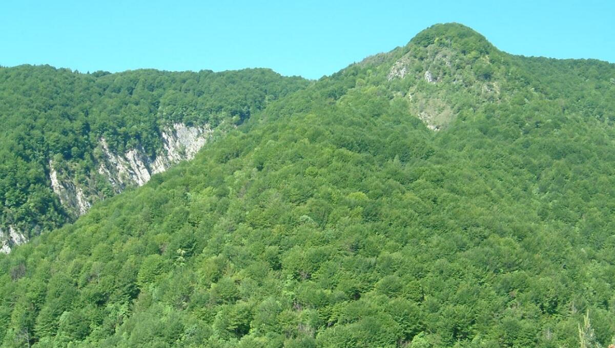 Crediti di carbonio: il Consorzio Boschi Carnici fa sistema - 