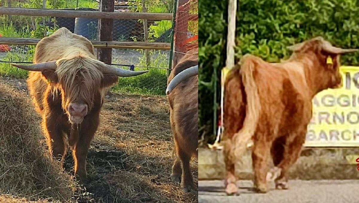 Toro fugge dal recinto e semina il panico lungo la SP 5 - 