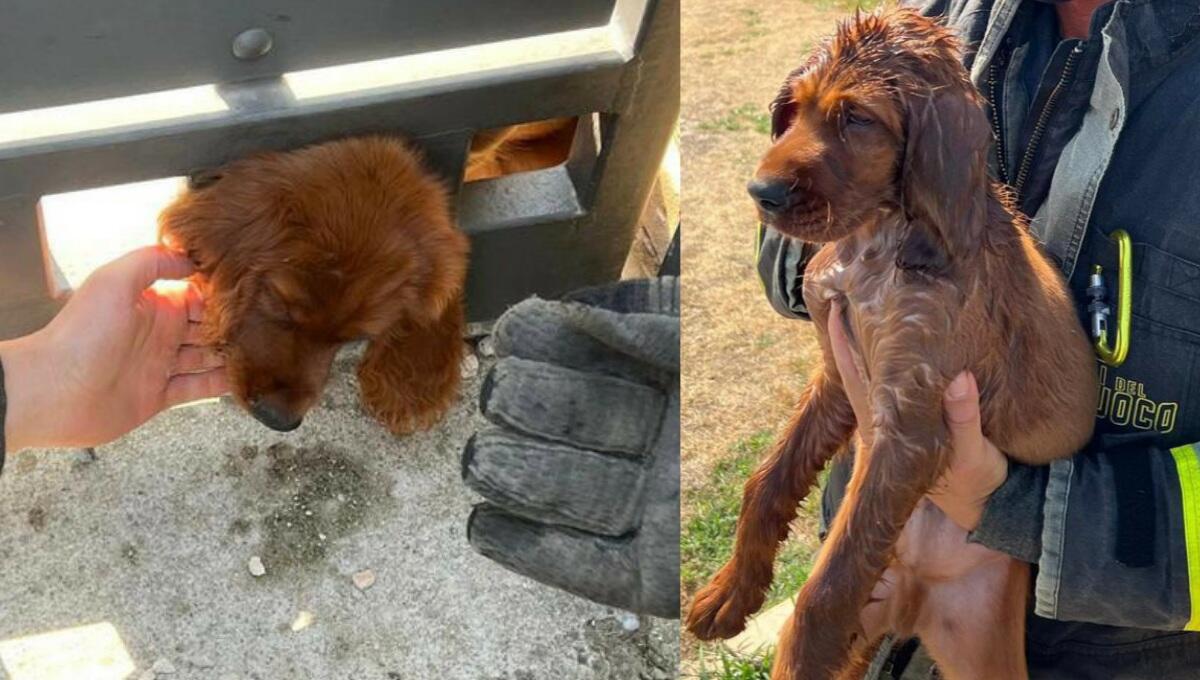 Cocker incastrato con la testa in un cancello: lo liberano i pompieri - 