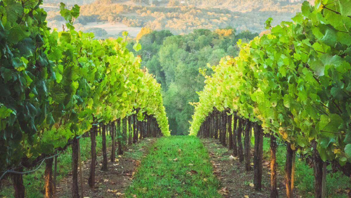 A Enovitis in campo focus sul biologico: anche quest’anno attiva la collaborazione con Federbio servizi - 