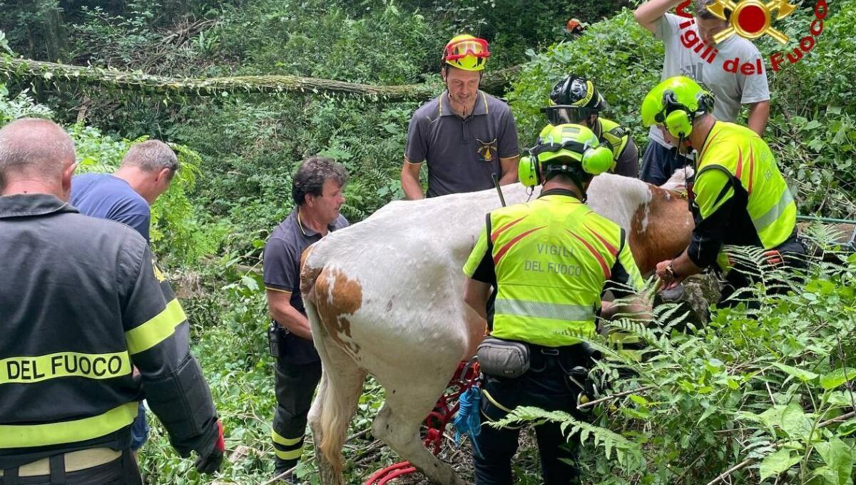 Mucca caduta e dispersa da qualche giorno: salvata dai pompieri - 