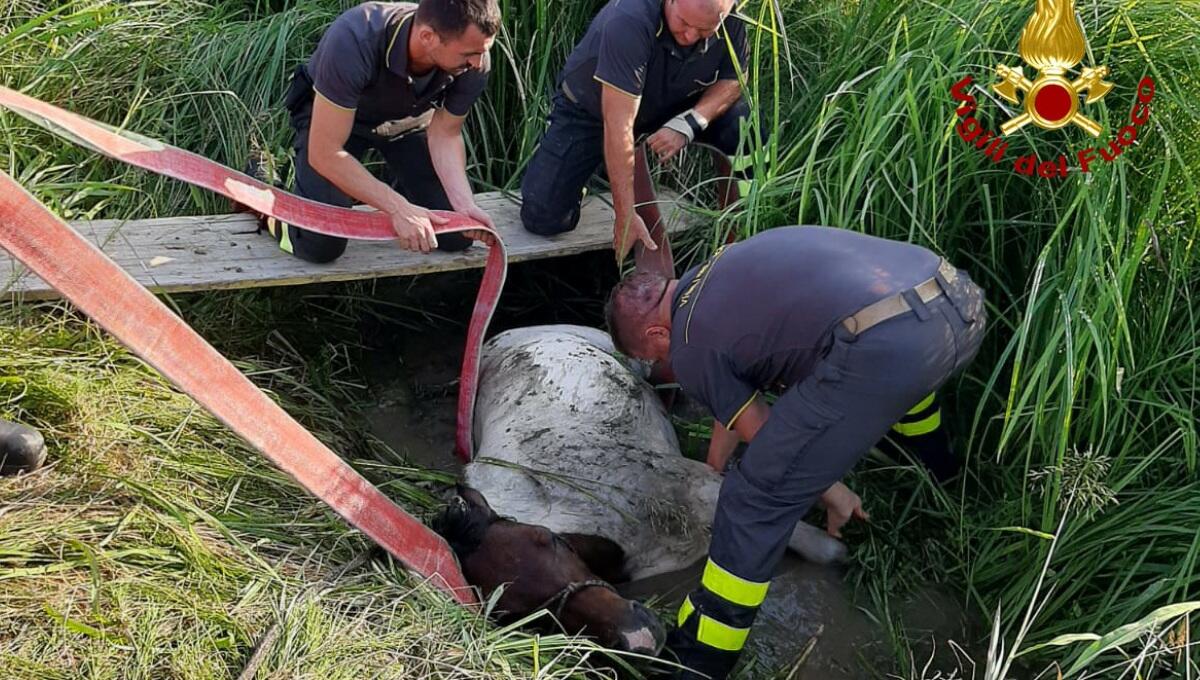 Pony cade in un fossato: salvato dai Vigili del Fuoco - 