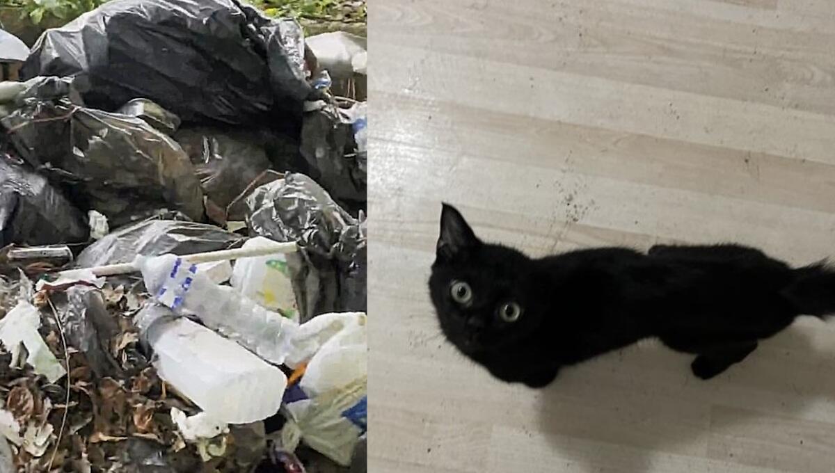 Rinchiuso tra feci, rifiuti e uccelli morti: liberato il gatto nero "Calimero" - 
