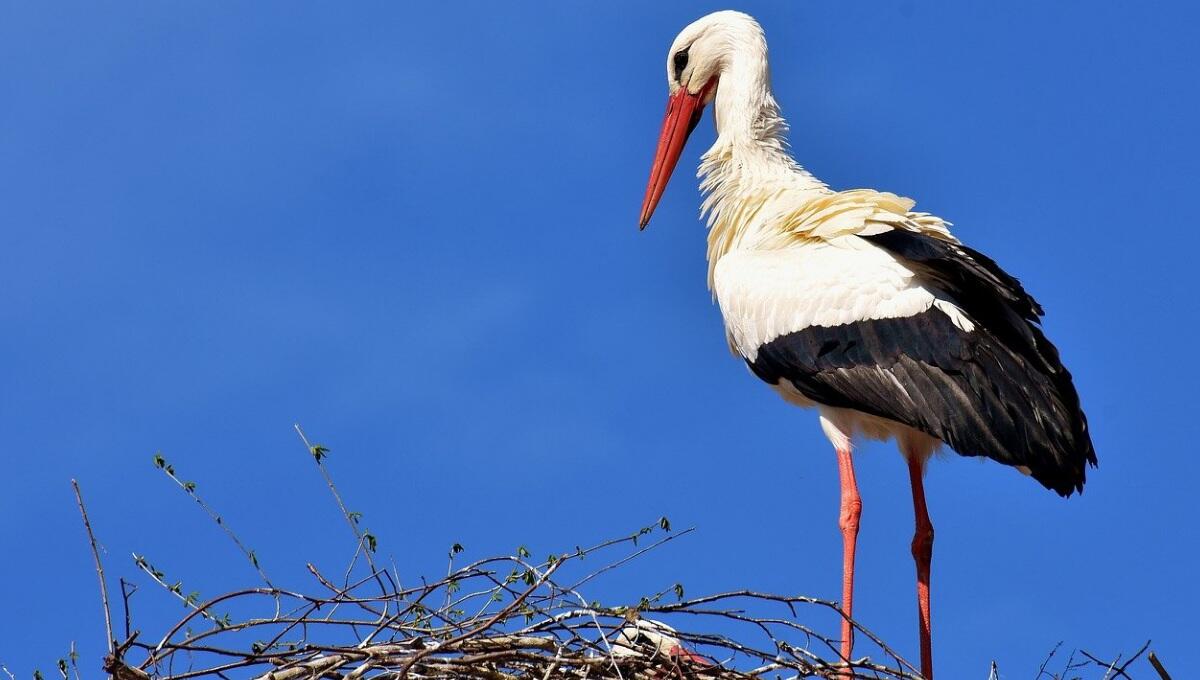 Oasi dei Quadri di Fagagna: Legambiente FVG contraria ad ipotesi di trasformazione in giardino zoologico - 
