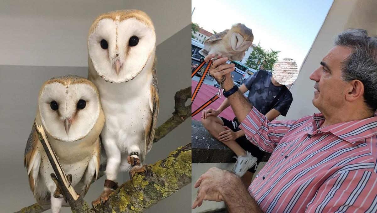 Venti euro per la foto con i barbagianni in fin di vita: proprietari denunciati - 