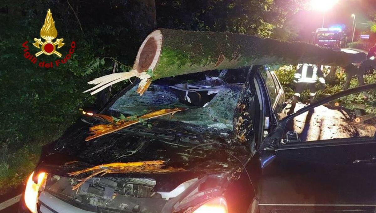 Ignoti tagliano gli alberi di notte, uno cade su un'auto che ferisce una donna - 