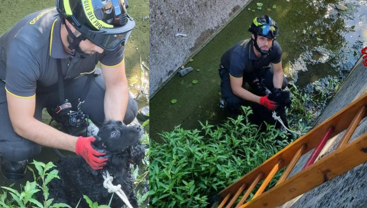 Cocker cade nel canale di scolo: Rocky salvato dai pompieri - 
