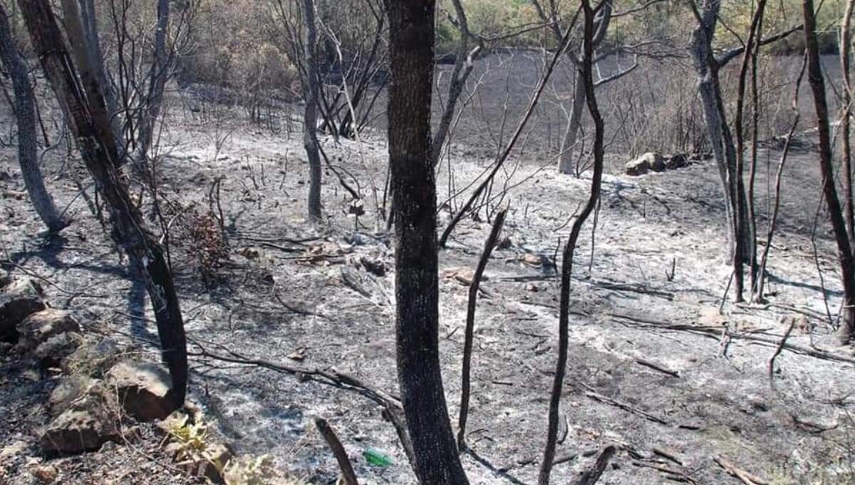 La (poca) pioggia ha rallentato il fuoco sul Carso, ma l'emergenza non è finita - 