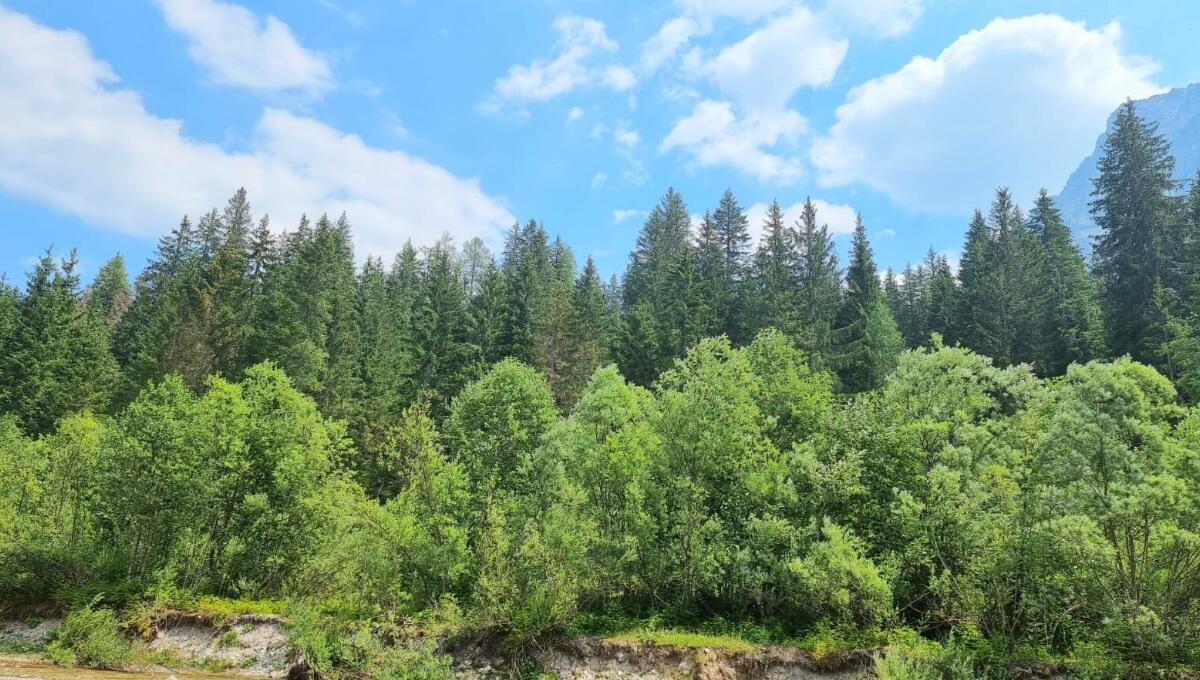 Primato nazionale per Consorzio Boschi Carnici nei servizi ecosistemici - 