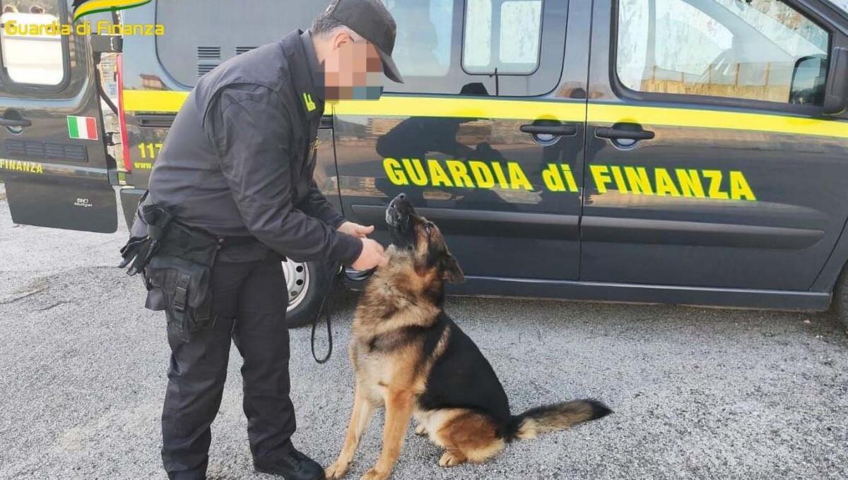 Blitz della guardia di finanza al concerto rap: sequestrati 38 spinelli, segnalate 13 persone alla Prefettura - 