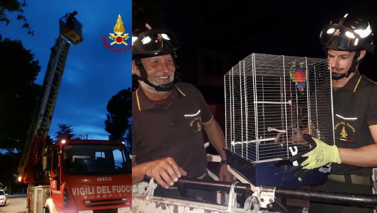 Rimane bloccato su un albero: il pappagallino "Cora" salvato dai pompieri - 